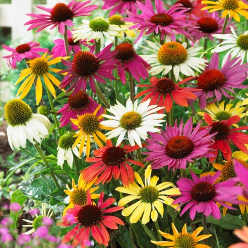 Echinacea Mix - Zonnehoed