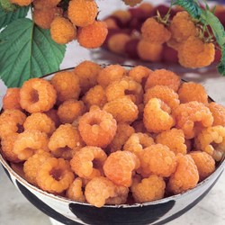 Framboos Geel - Rubus