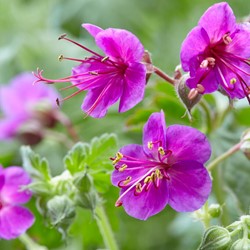 Ooievaarsbek Ingwersen's Variety - Geranium macrorrhizum (Sixpack)