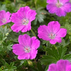 Ooievaarsbek Max Frei - Geranium sanguineum