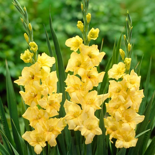 Gladiolen Geel Nova Lux - Gladiolus
