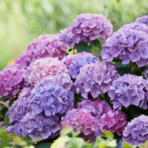 Hortensia Blauw - Hydrangea
