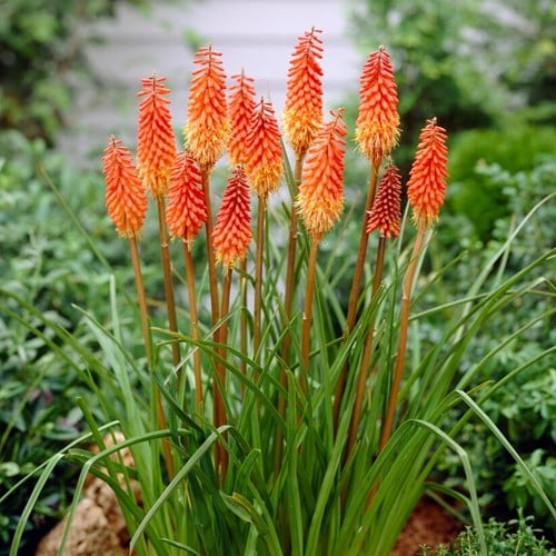 Kniphofia Alcazar - Fakkellelie