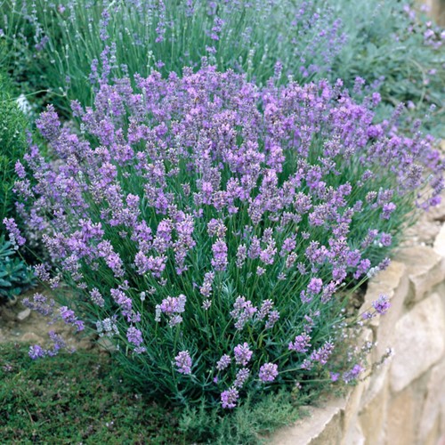 Lavendel Dwarf Blue - Lavandula angustifolia