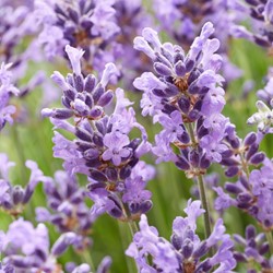Lavendel Hidcote per 2 meter (Sixpack)