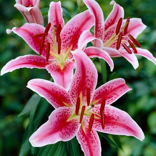 Lelie Stargazer Oriental - Lilium