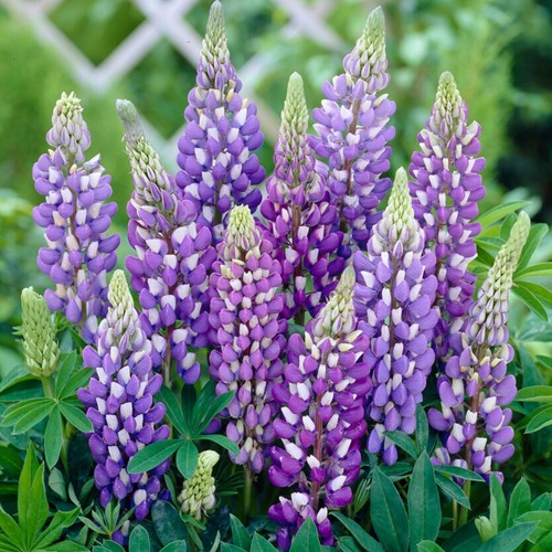 Lupinus Gallery Blue - Lupine