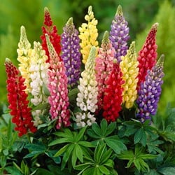 【人気No.1】 Freesia Dubbel Mix kopen? Snelle levering en scherpe prijzen その他