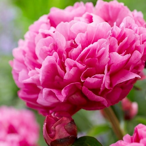 Paeonia Kansas - Pioenroos