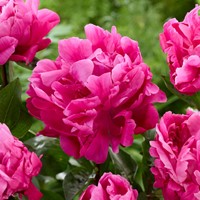 Pioenroos Sarah Bernhardt roze - Paeonia