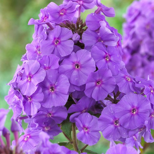 Phlox paniculata Amethyst - Vlambloem