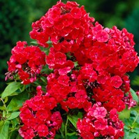 Phlox Paniculata Orange Perfection - Vlambloem