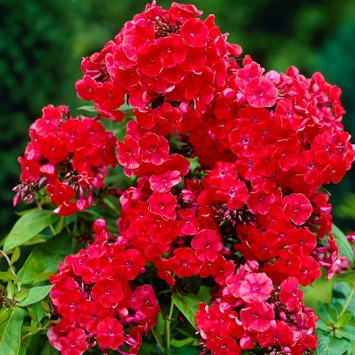 Phlox Paniculata Orange Perfection - Vlambloem (Driepack)