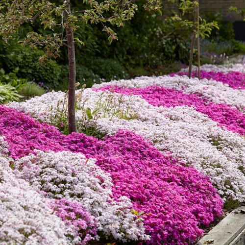 Phlox subulata mix – Kruipende Vlambloem (Driepack)