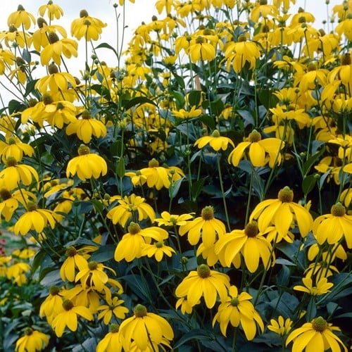 Zonnehoed Herbstsonne - Rudbeckia nitida (Driepack)