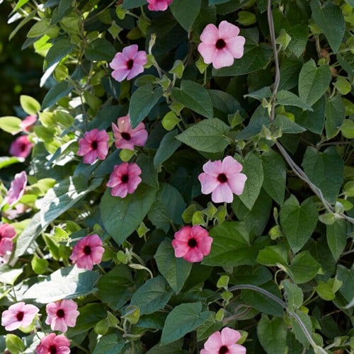 Suzanne-met-de-mooie-ogen Roze – Thunbergia alata