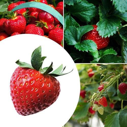 20x Aardbeien planten Korona – Fragaria