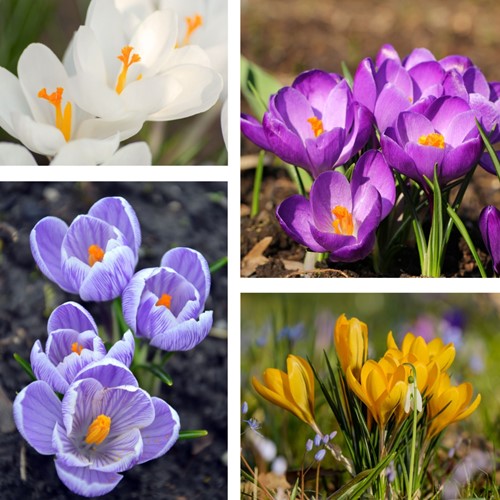 Krokus Botanisch Mix - Crocus