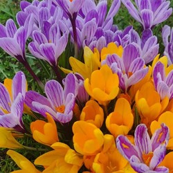 Krokus Fantasy Mix - Crocus