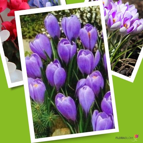 Krokus Grand Maitre - Crocus