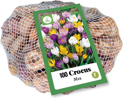 Krokus Grootbloemig Mix - Crocus (XL-verpakking)