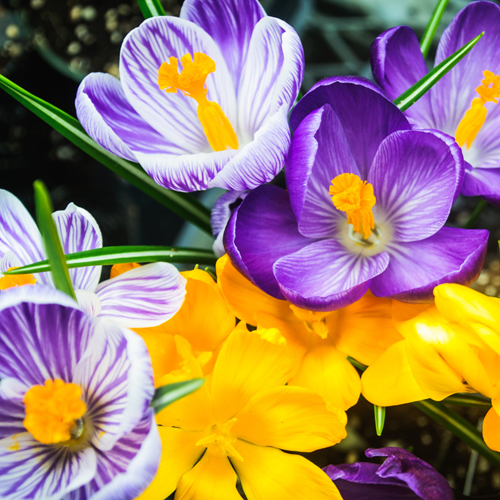 Krokus Grootbloemig Mix - Crocus (Grootverpakking)