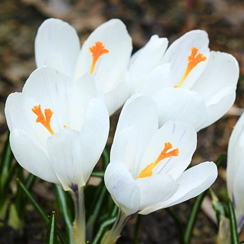 Krokus Jeanne d'Arc - Crocus Joan of Arc (Grootverpakking)