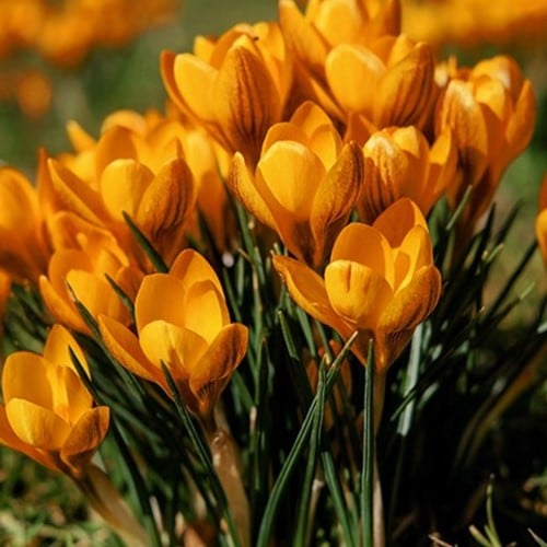 Krokus Orange Monarch - Crocus