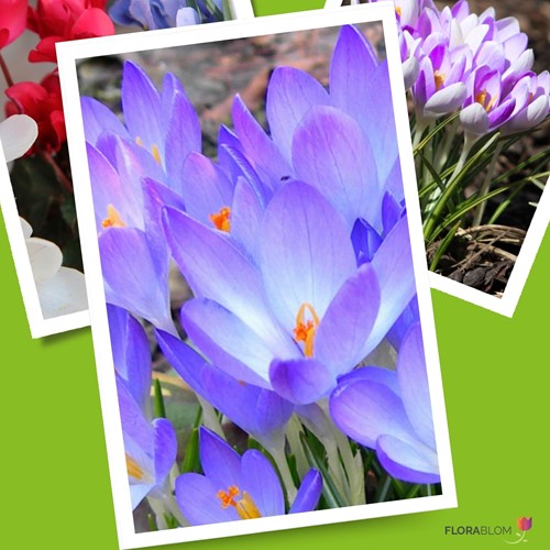 Krokus Ruby Giant - Crocus tommasinianus