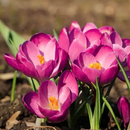 Krokus Tommasinianus Roseus- Crocus (Grootverpakking)