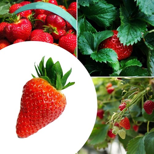 20x Aardbeien planten Lambada – Fragaria
