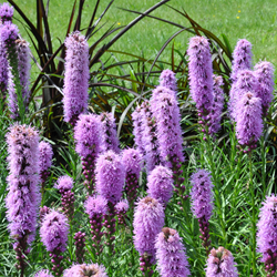 Lampepoetser - Liatris Spicata