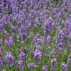 Lavendel Munstead - Lavandula Angustifolia