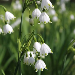 Leucojum aestivum Gravetye Giant - Zomerklokje