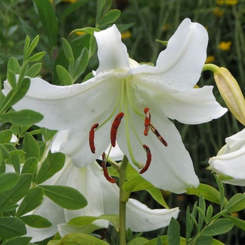 Lelie Oriental Wit - Lilium