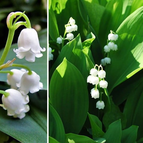 Convallaria Majalis - Lelietje van Dalen