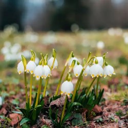 Leucojum aestivum - Zomerklokje