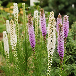 Liatris Blauw & Wit - Lampenpoetser