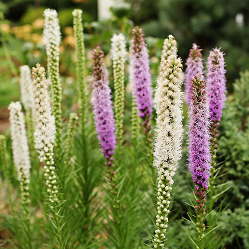Liatris Blauw & Wit - Lampenpoetser