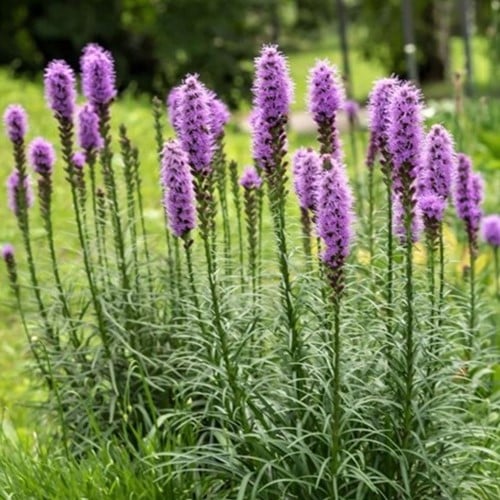 Lampepoetser Kobold - Liatris spicata