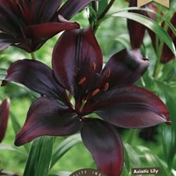 Lilium Asiaticus Zwart