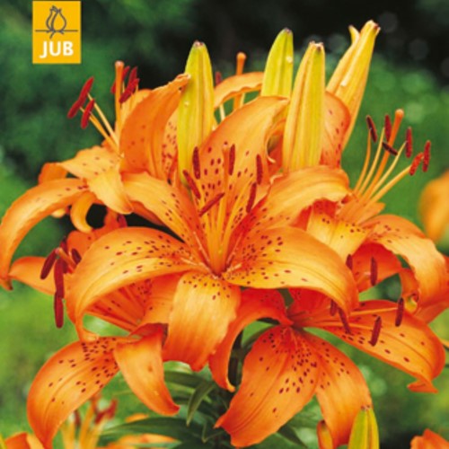 Lilium Asiaticus Oranje - Aziatische Lelie