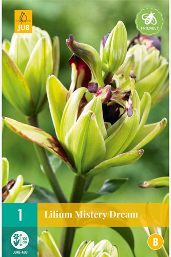 Lelie Mistery Dream – Lilium asiaticum