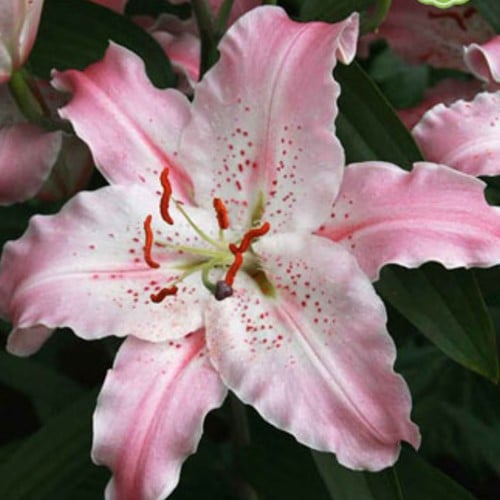 Lilium Virtuoso - Lelie