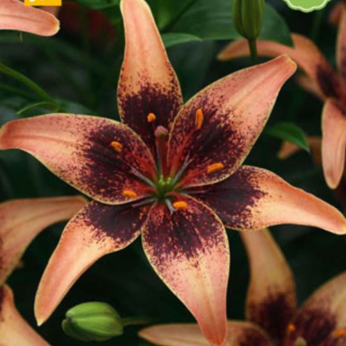 Lilium Whistler - Lelie