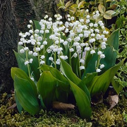 Convallaria Wit - Lelietje van Dalen (Sixpack)