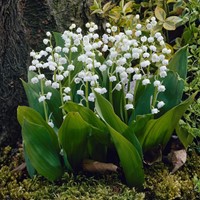 Convallaria Majalis - Lelietje van Dalen