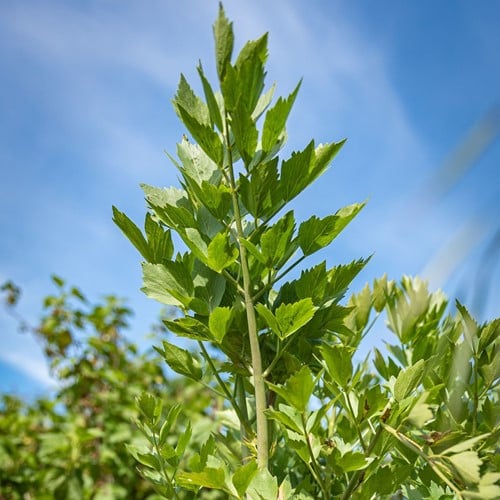 Lavas Maggiplant - Levisticum (Potplant)
