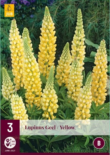 Lupinus Geel - Lupine