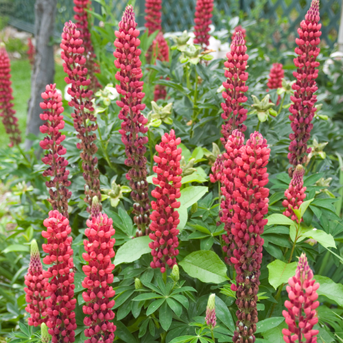 Lupine Rood - Lupinus